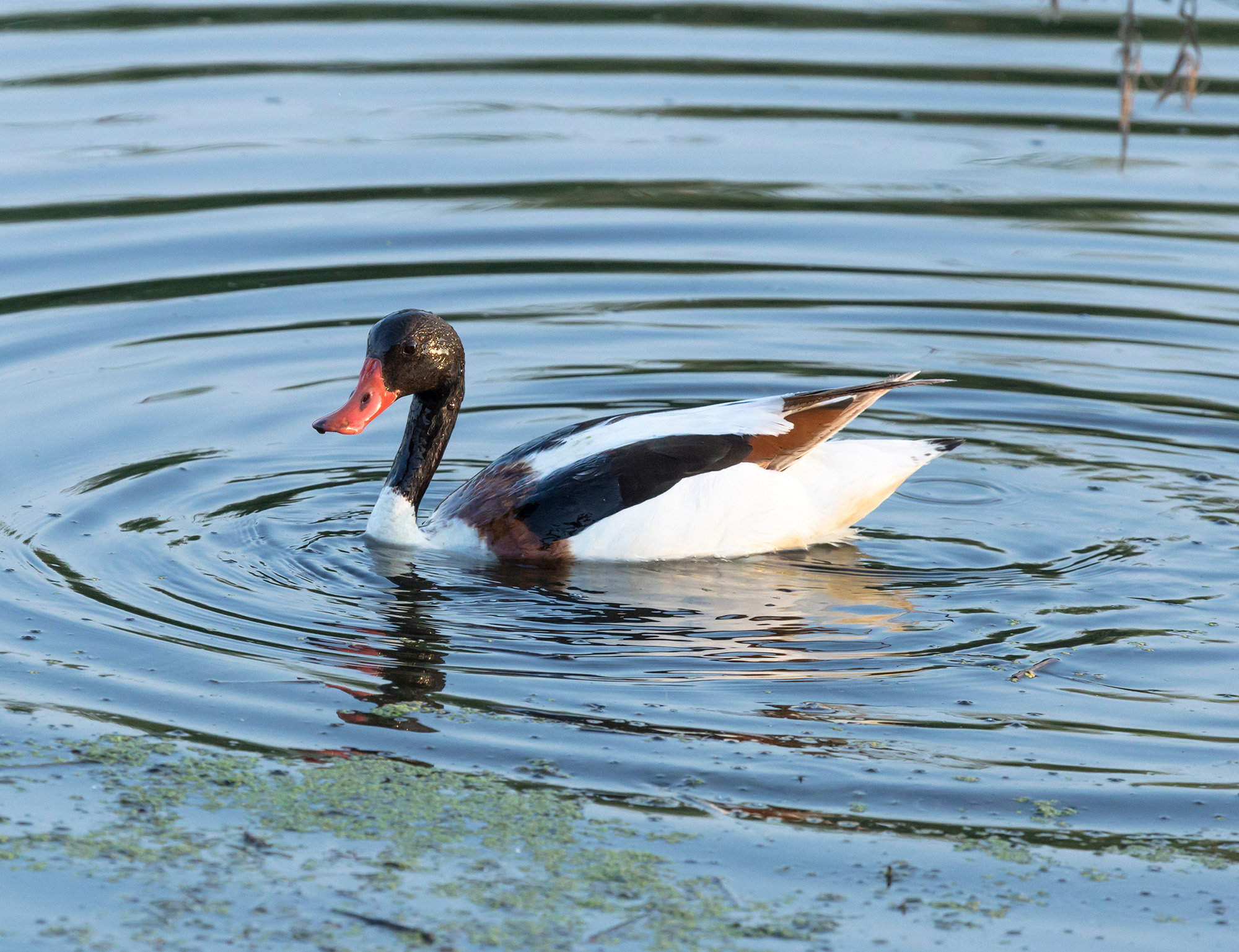 Duck in water