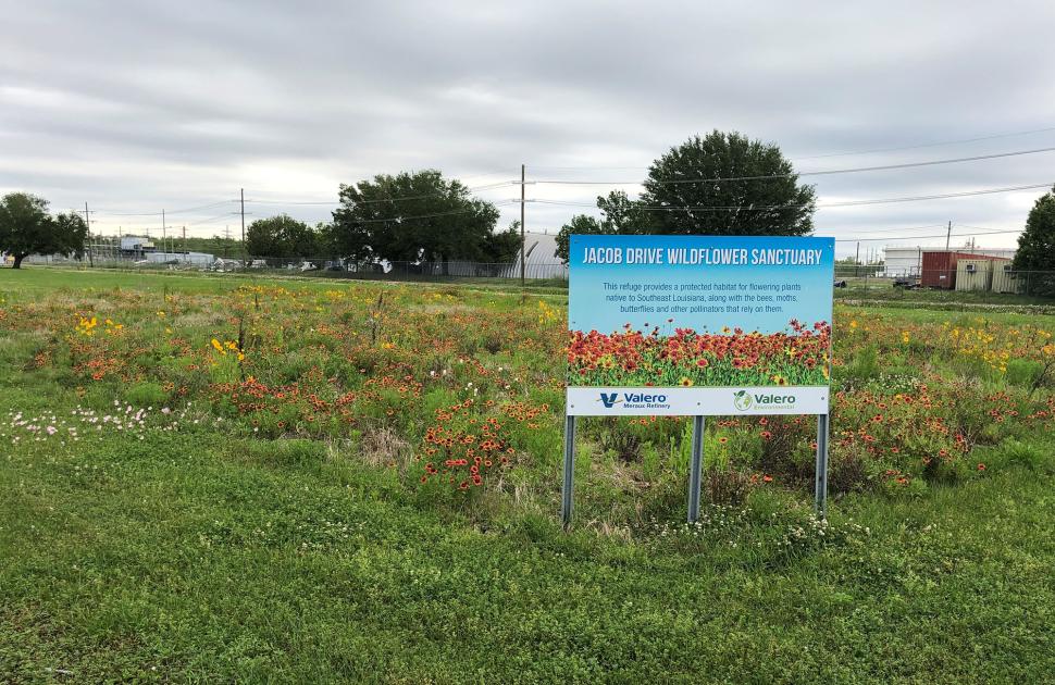 Jacob's wildflower sanctuary